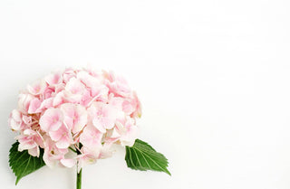 Pink hydrangea flower on a white background