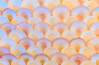 Pattern of colorful seashells with a focus on shades of orange, pink, and purple.